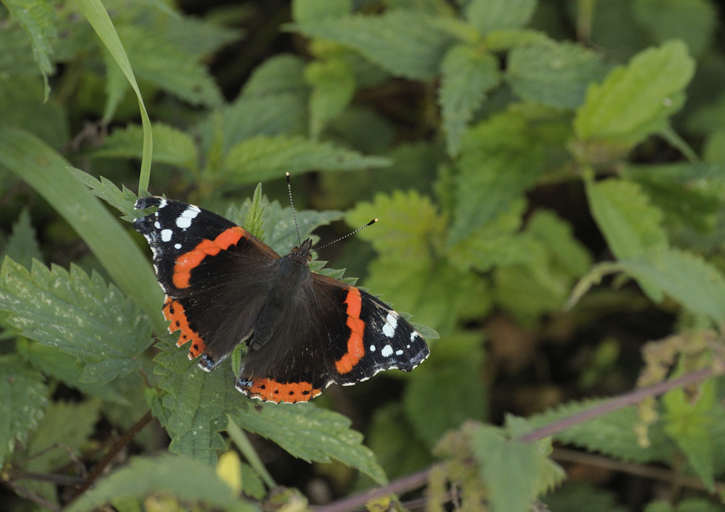 Papillon vulcain ©Sandrine Maon